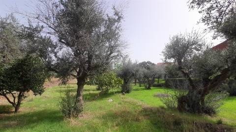 Moradia Isolada com cerca de 3.500m2 de quintal - Sobral do Campo