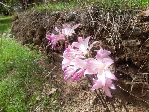 Moradia Isolada com cerca de 3.500m2 de quintal - Sobral do Campo