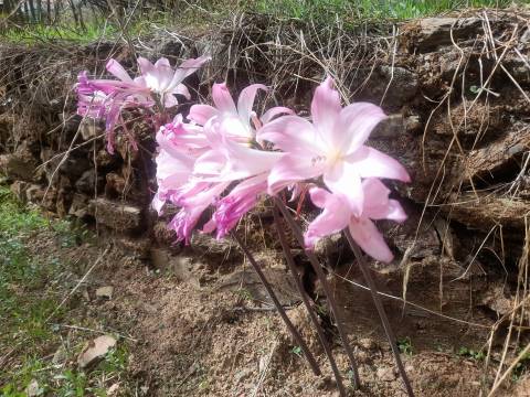 Moradia Isolada com cerca de 3.500m2 de quintal - Sobral do Campo