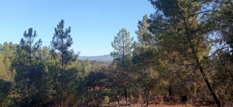 Quintinha em Aranhas