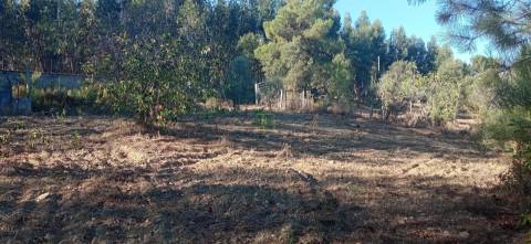 Quintinha em Aranhas