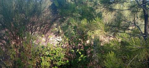 Quintinha em Aranhas