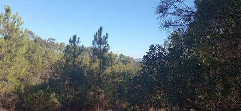 Quintinha em Aranhas