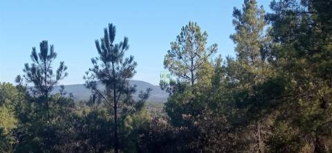 Quintinha em Aranhas