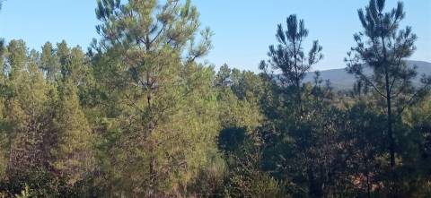 Quintinha em Aranhas