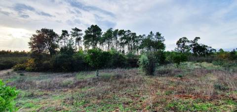 QUINTA COM CHARCA NA FREGUESIA DE SANTO ANDRÉ DAS TOJEIRAS
