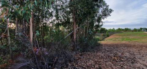 QUINTA COM CHARCA NA FREGUESIA DE SANTO ANDRÉ DAS TOJEIRAS