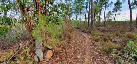 QUINTA COM CHARCA NA FREGUESIA DE SANTO ANDRÉ DAS TOJEIRAS