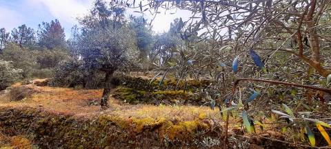 Terreno Rústico - 1560m2 - Poço - Ribeiro Sazonal