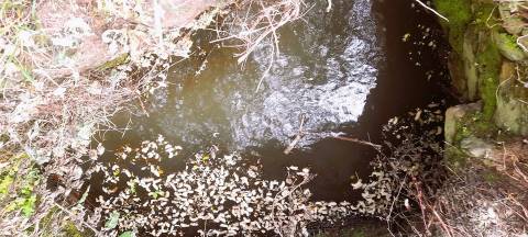 Terreno Rústico - 1560m2 - Poço - Ribeiro Sazonal