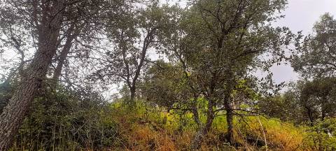 Terreno Rústico - 1560m2 - Poço - Ribeiro Sazonal