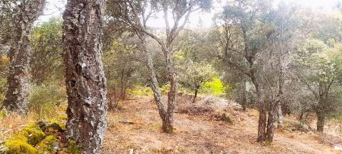 Terreno Rústico - 1560m2 - Poço - Ribeiro Sazonal