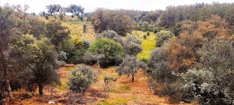 Terreno Rústico - 1560m2 - Poço - Ribeiro Sazonal