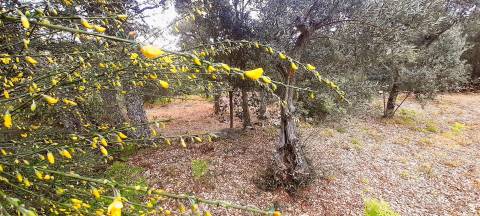 Terreno Rústico - 1560m2 - Poço - Ribeiro Sazonal