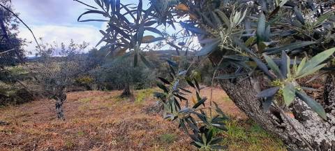 Terreno Rústico - 1560m2 - Poço - Ribeiro Sazonal