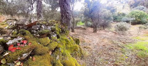 Terreno Rústico - 1560m2 - Poço - Ribeiro Sazonal