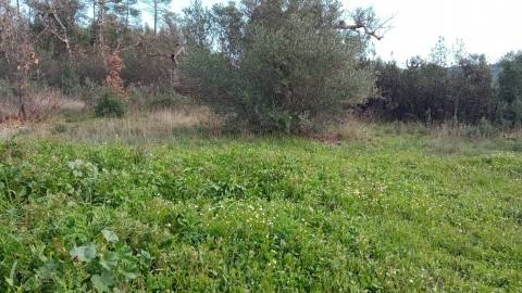 Terreno rústico com em Penamacor, Castelo Branco.
