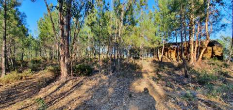 Quinta com 2.25Ha e casa para recuperar na freguesia das Sarzedas