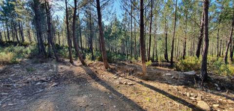 Quinta com 2.25Ha e casa para recuperar na freguesia das Sarzedas