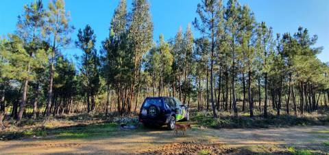 Quinta com 2.25Ha e casa para recuperar na freguesia das Sarzedas