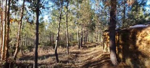 Quinta com 2.25Ha e casa para recuperar na freguesia das Sarzedas