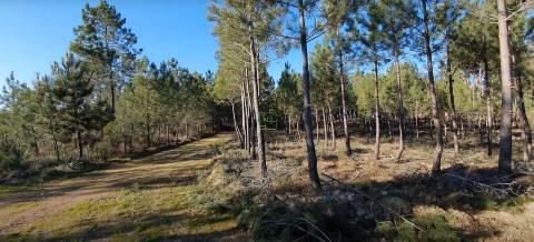 Quinta com 2.25Ha e casa para recuperar na freguesia das Sarzedas