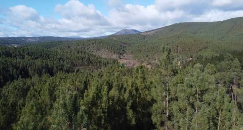 Quinta com 2.25Ha e casa para recuperar na freguesia das Sarzedas