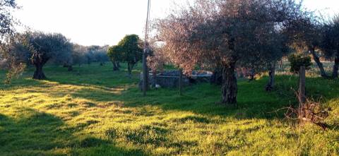 Quintinha em Aranhas