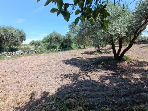 Quintinha com 3500m2 situada na entrada de Penamacor.