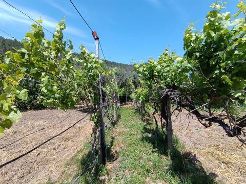 Quintinha com 3500m2 situada na entrada de Penamacor.