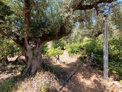 Quintinha com 3500m2 situada na entrada de Penamacor.