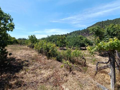 Quintinha com 3500m2 situada na entrada de Penamacor.
