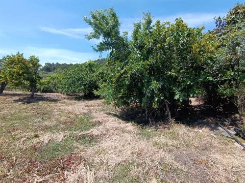 Quintinha com 3500m2 situada na entrada de Penamacor.