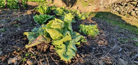 QUINTA JUNCAL DO CAMPO