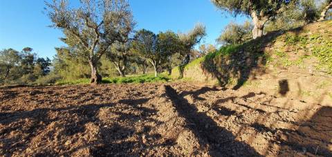 QUINTA JUNCAL DO CAMPO