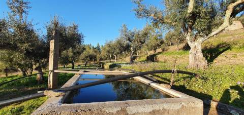 QUINTA JUNCAL DO CAMPO