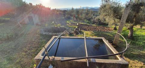 QUINTA JUNCAL DO CAMPO