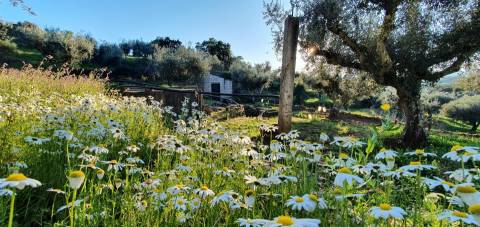QUINTA JUNCAL DO CAMPO