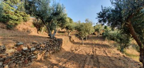 QUINTA JUNCAL DO CAMPO