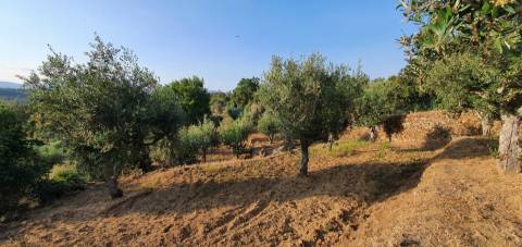 QUINTA JUNCAL DO CAMPO