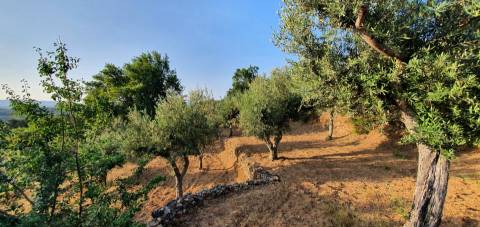 QUINTA JUNCAL DO CAMPO