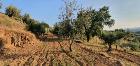 QUINTA JUNCAL DO CAMPO