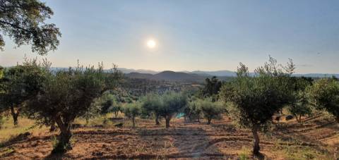 QUINTA JUNCAL DO CAMPO