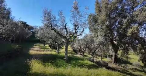 QUINTA JUNCAL DO CAMPO