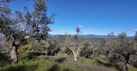 QUINTA JUNCAL DO CAMPO