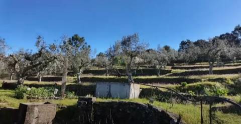 QUINTA JUNCAL DO CAMPO