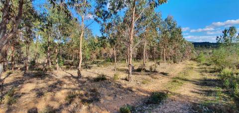 Quinta com 22.640m2 na freguesia das Sarzedas