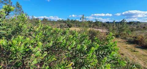 Quinta com 22.640m2 na freguesia das Sarzedas