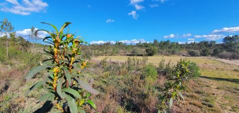 Quinta com 22.640m2 na freguesia das Sarzedas