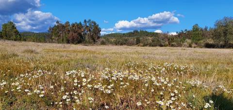 Quinta com 22.640m2 na freguesia das Sarzedas